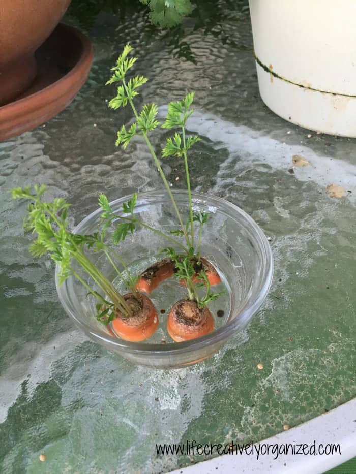 carrots growing in water