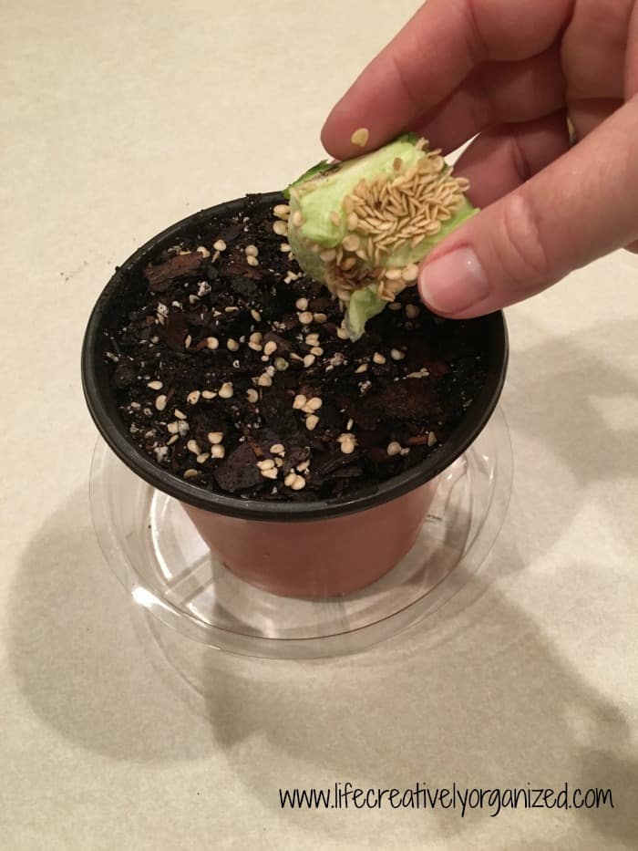 planting bell pepper seeds