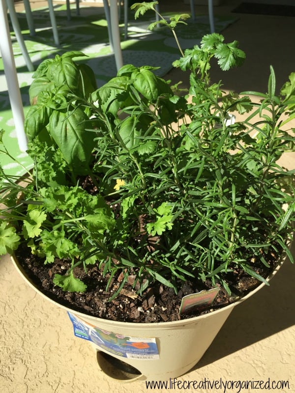 container herb garden