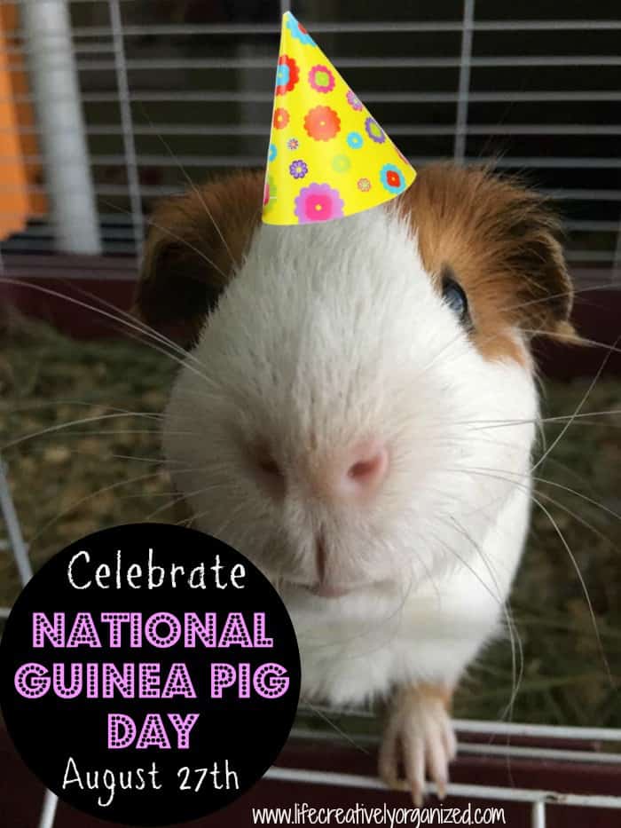 National Guinea Pig Day is August 27th LIFE, CREATIVELY ORGANIZED