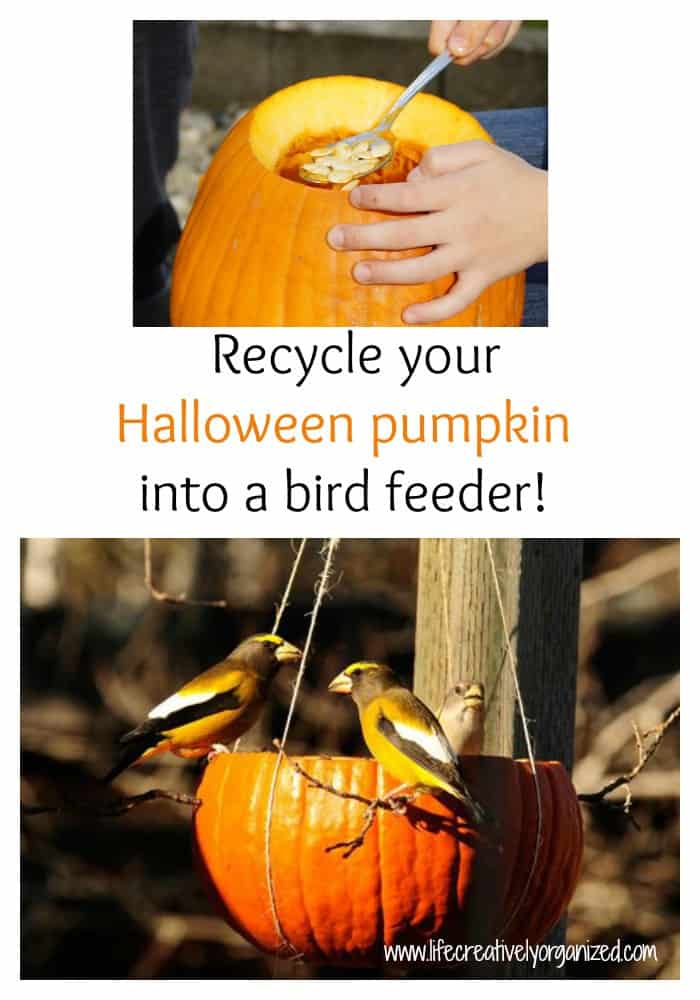 recycle-your-halloween-pumpkin-into-a-bird-feeder