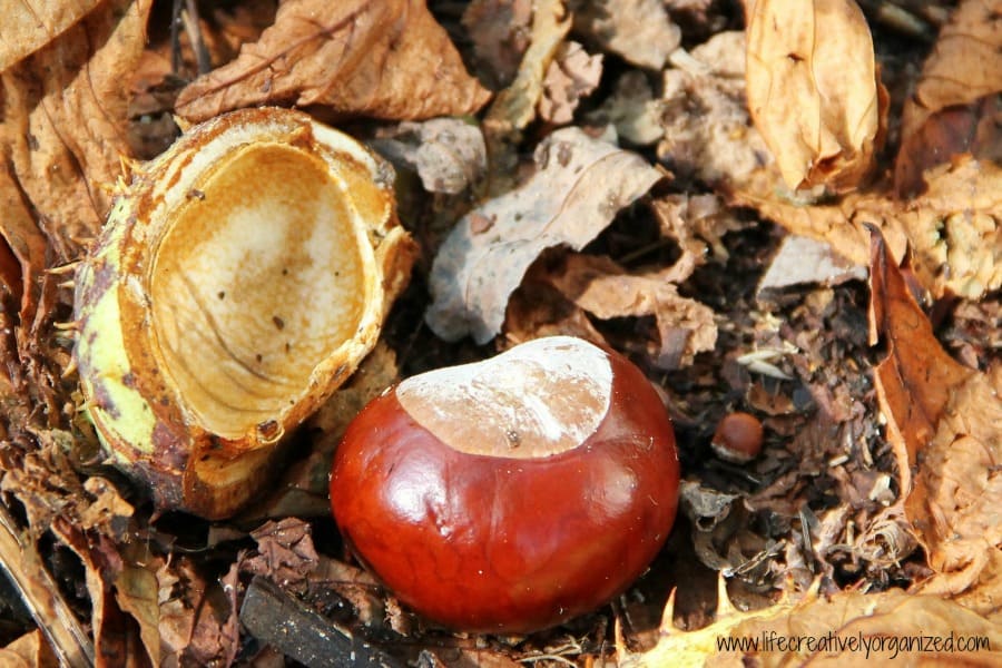 buckeye nut